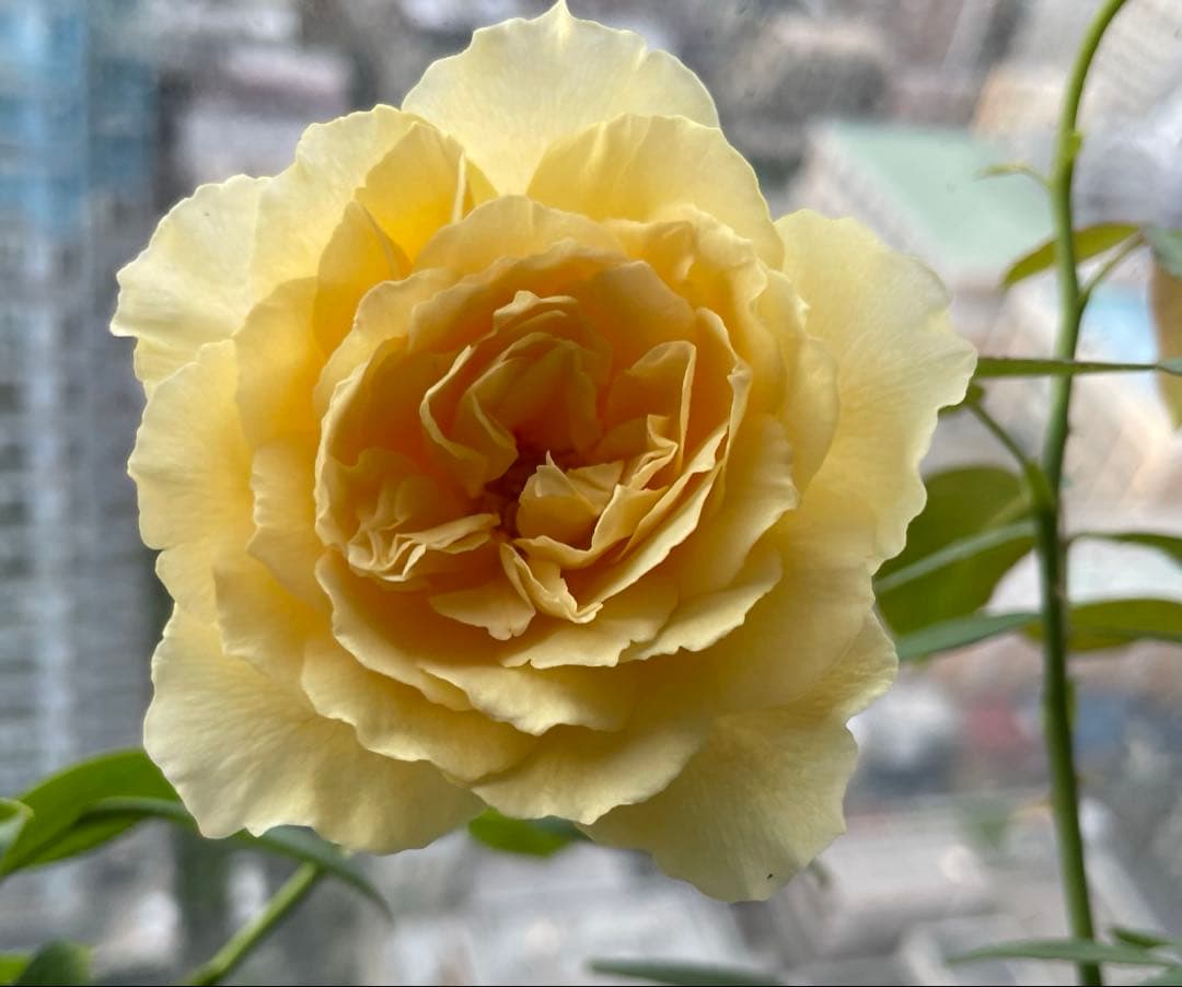 セール！在庫わずか！超強香強健！和バラ　バラ苗