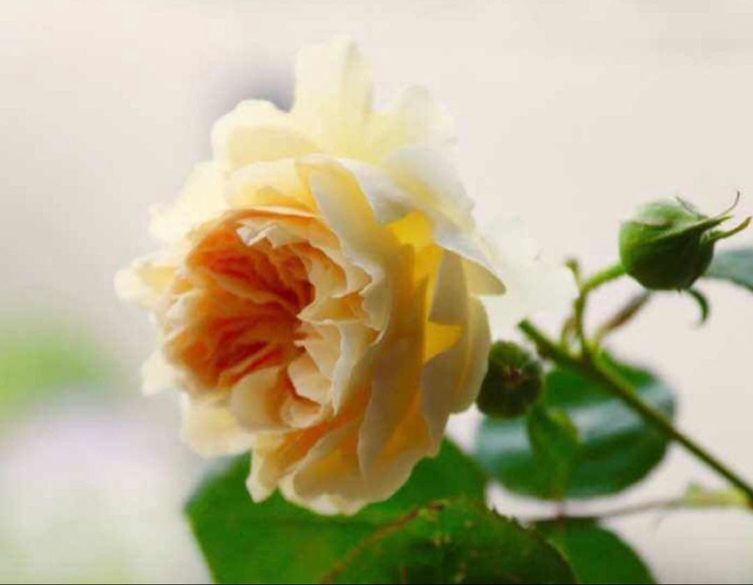 セール！在庫わずか！超強香強健！和バラ　バラ苗