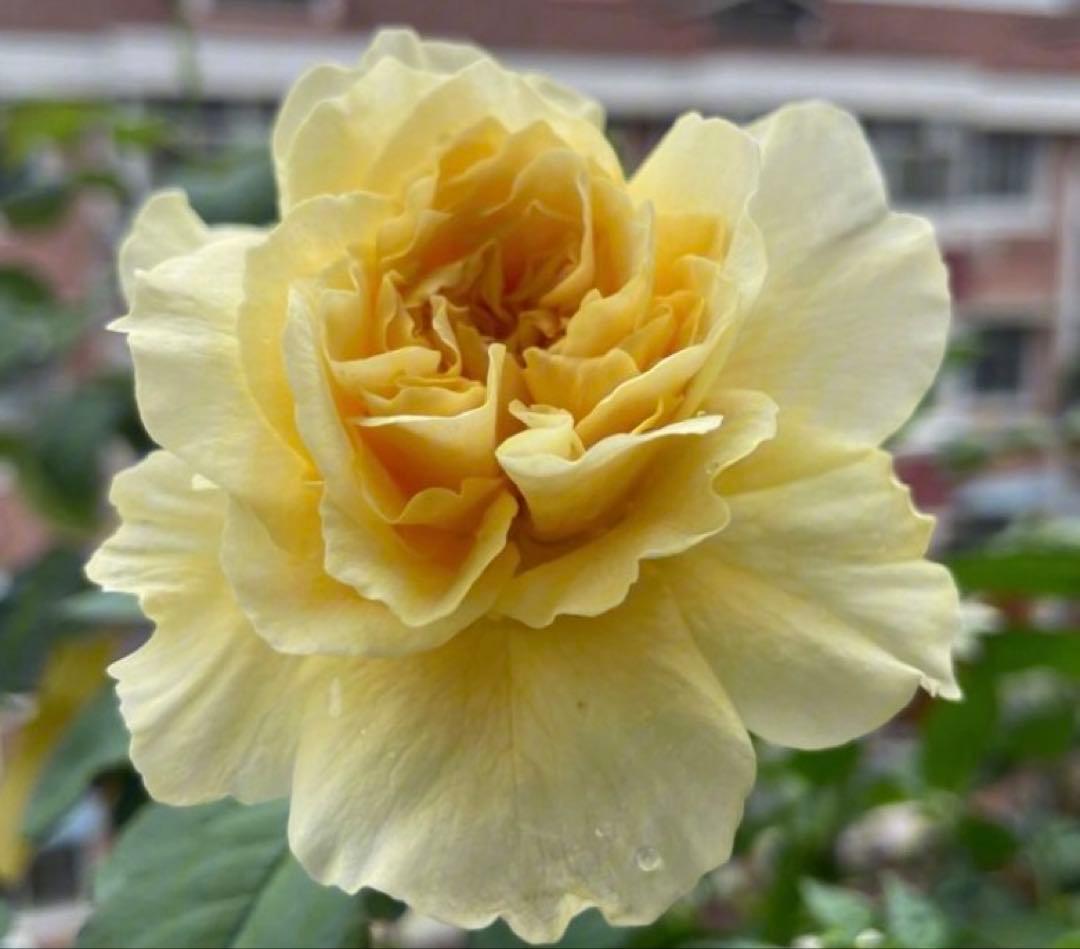 セール！在庫わずか！超強香強健！和バラ　バラ苗