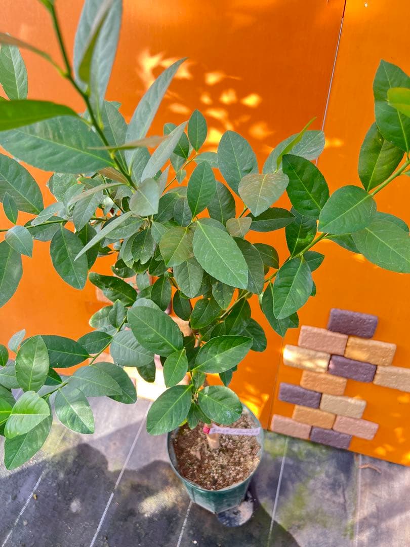 香水レモン　Ａ