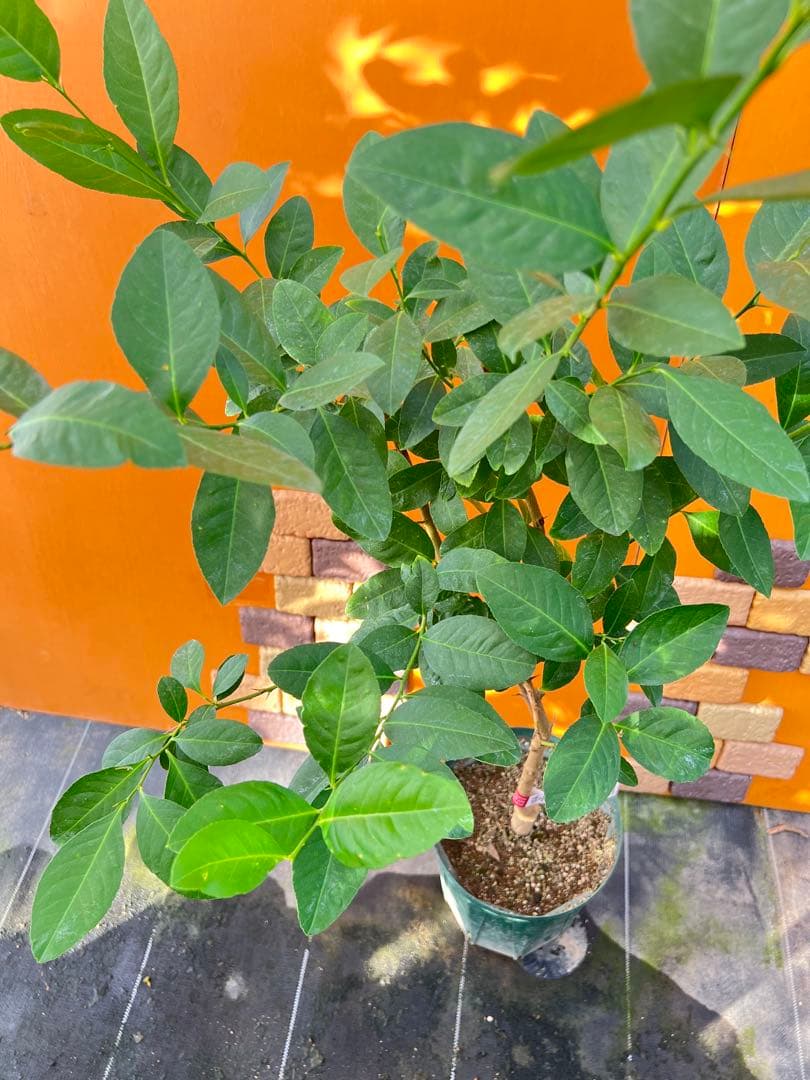 香水レモン　Ａ