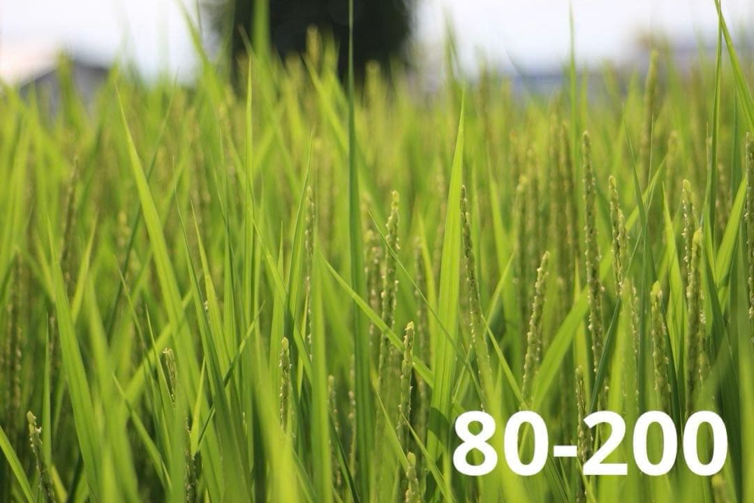 【入門機に人気】Canon EOS Kiss X7 ダブルレンズセット S数少