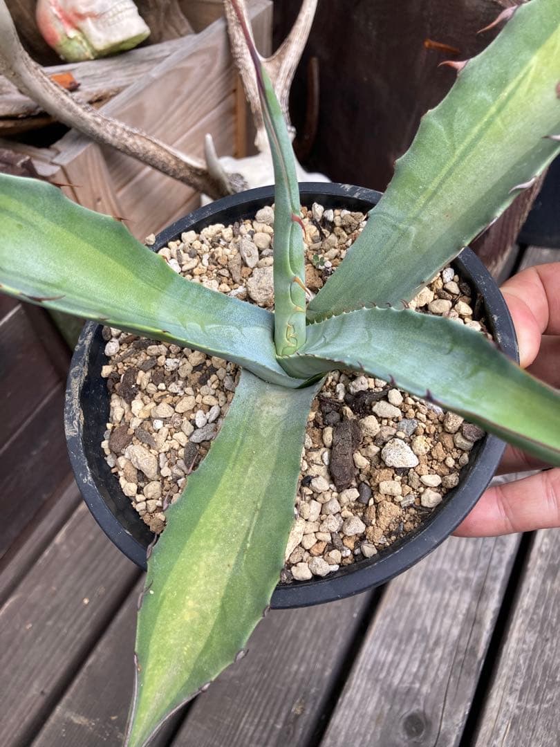 耐寒性アガベ スカブラ中斑◇ドライガーデン錦ユッカ斑入りサボテン多肉　アロエ南国