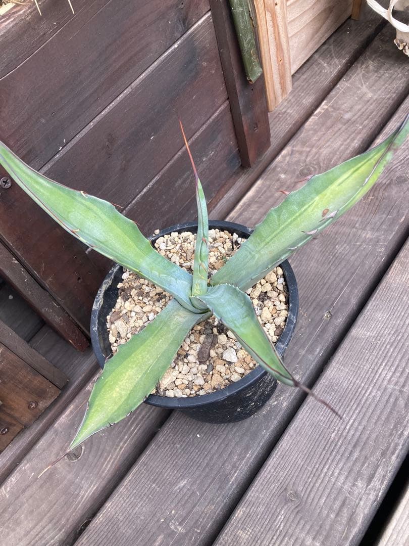 耐寒性アガベ スカブラ中斑◇ドライガーデン錦ユッカ斑入りサボテン多肉　アロエ南国