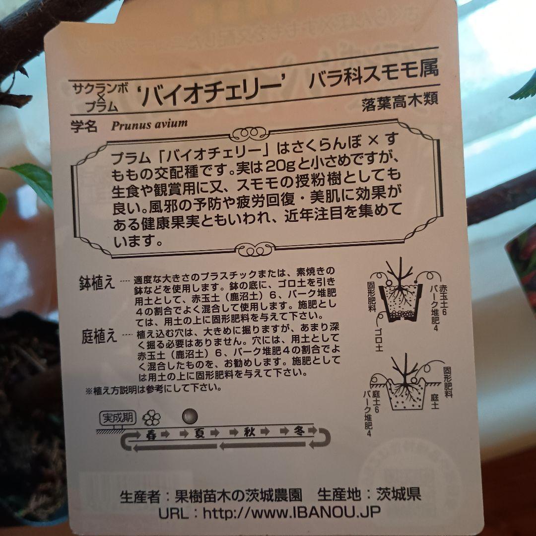 ✳バイオチェリー✳かなりレア物✳、プラム ネスレー２点セット