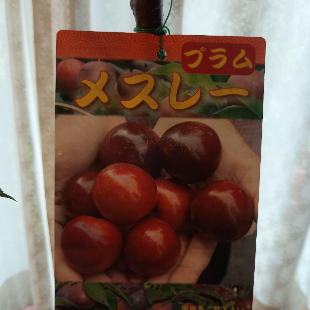 ✳バイオチェリー✳かなりレア物✳、プラム ネスレー２点セット