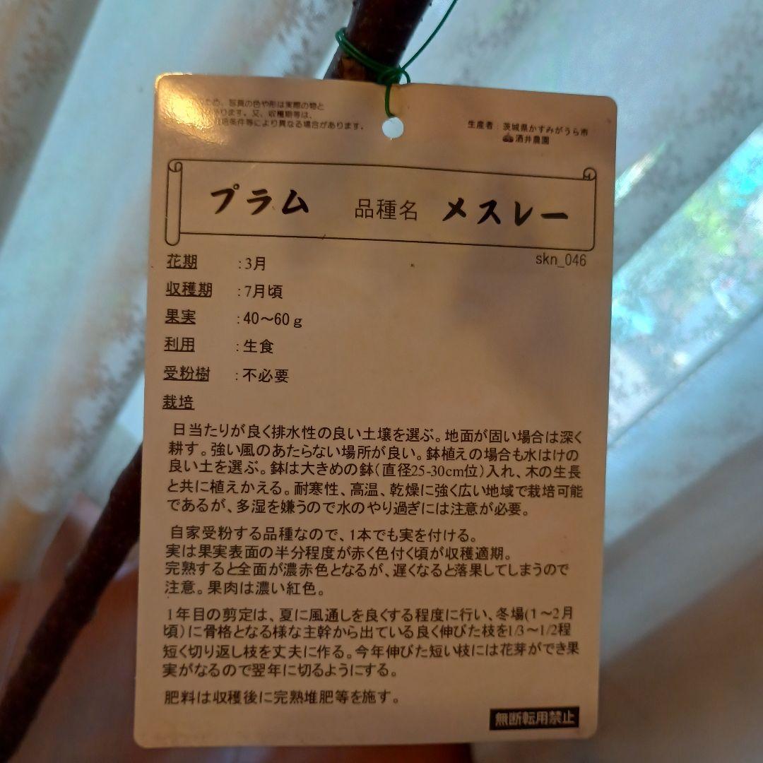 ✳バイオチェリー✳かなりレア物✳、プラム ネスレー２点セット