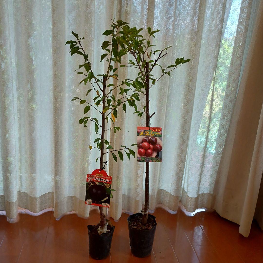 ✳バイオチェリー✳かなりレア物✳、プラム ネスレー２点セット