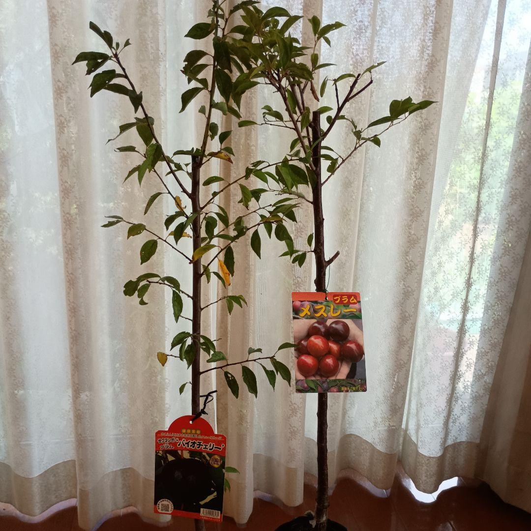 ✳バイオチェリー✳かなりレア物✳、プラム ネスレー２点セット