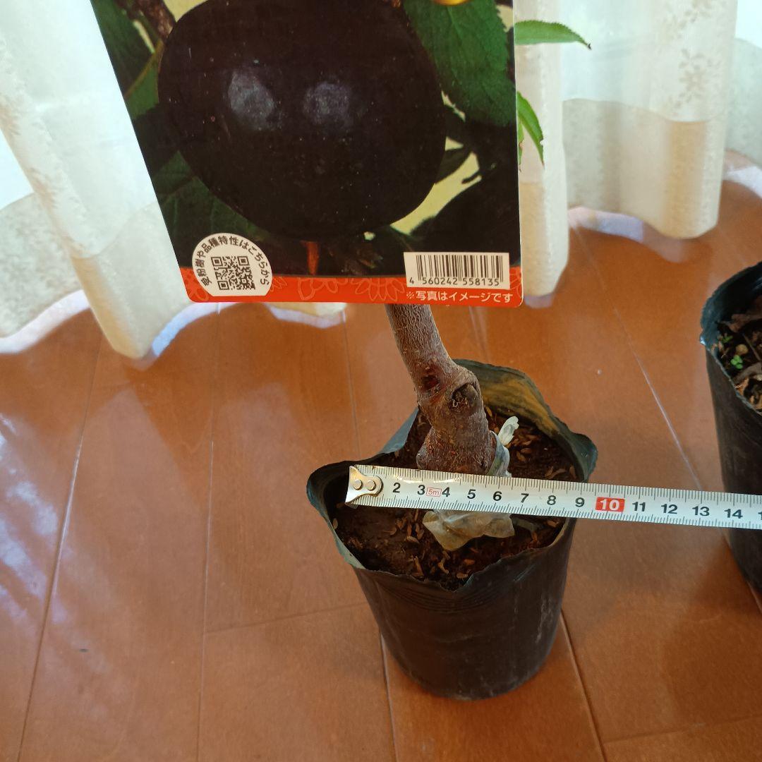 ✳バイオチェリー✳かなりレア物✳、プラム ネスレー２点セット