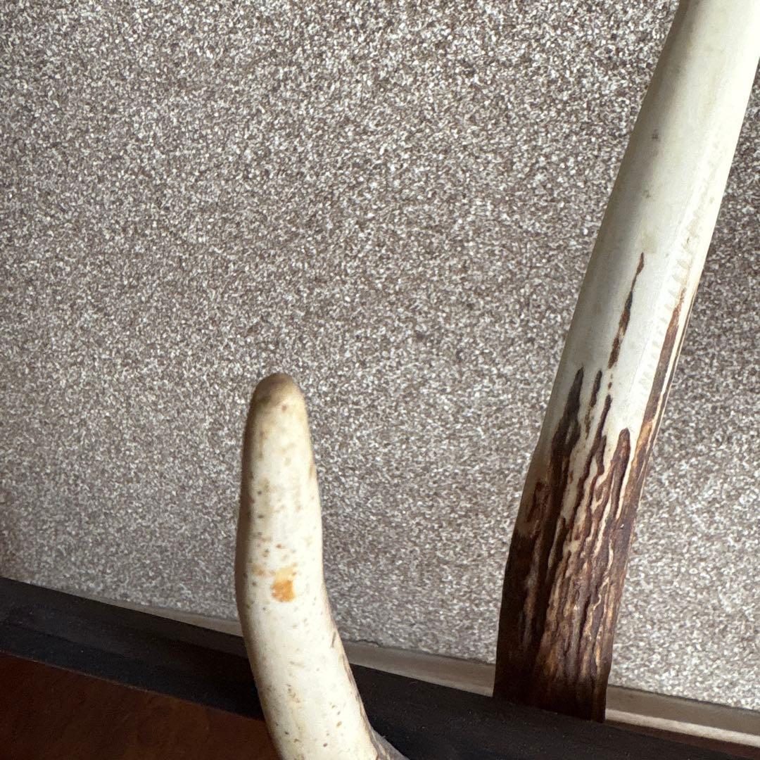 鹿の角　台座付き