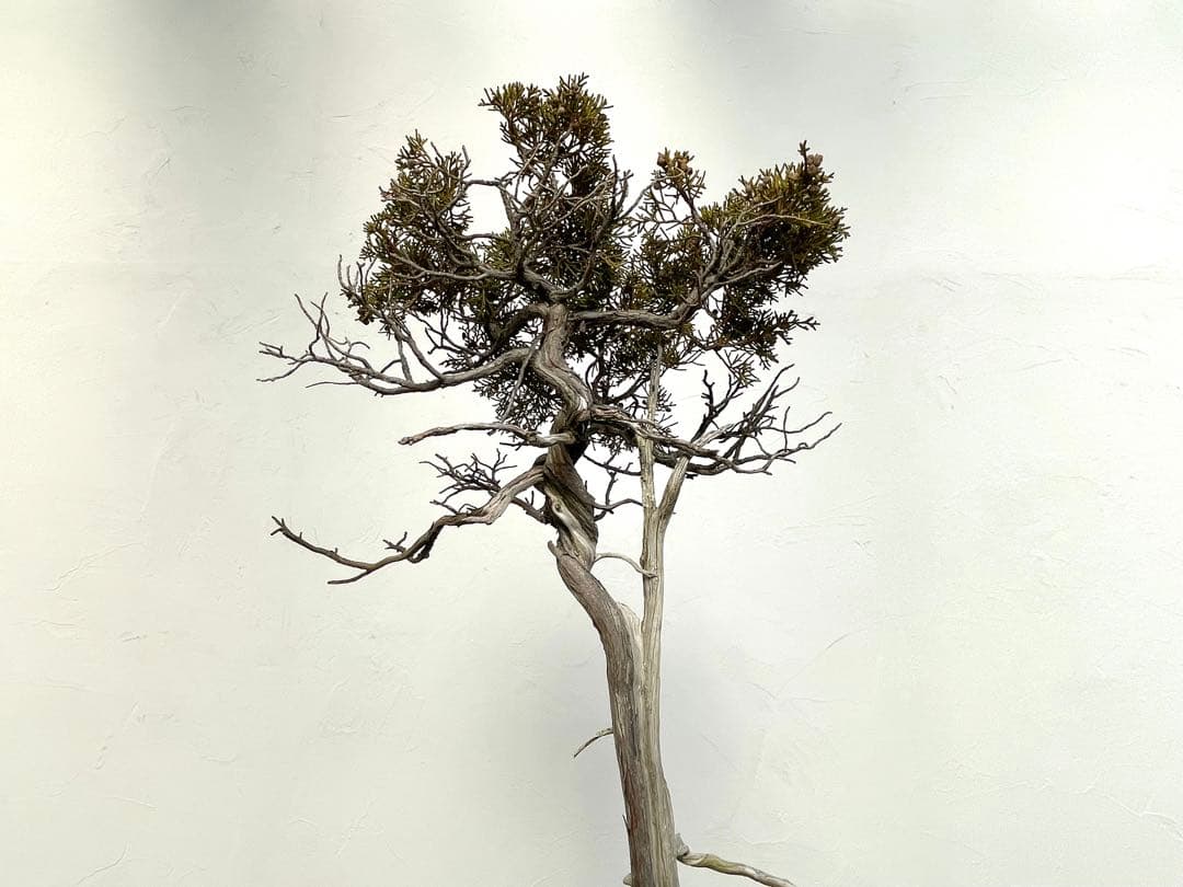 三河盆栽　山木　シンパク　盆栽