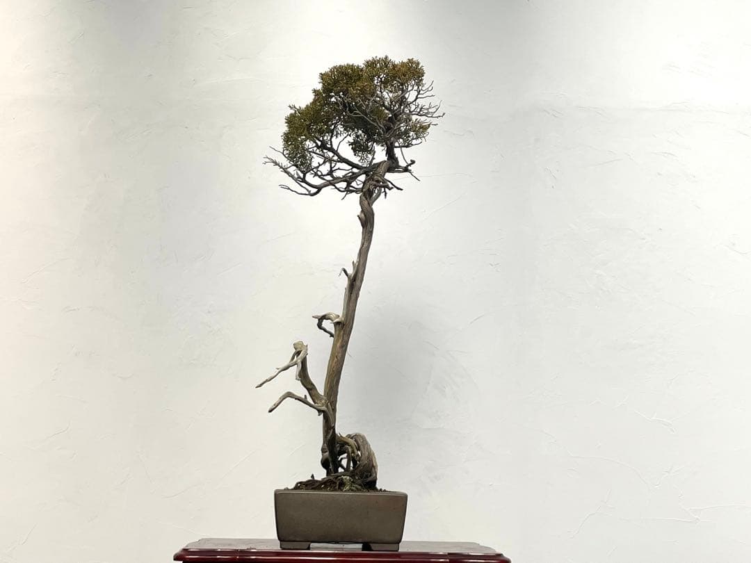 三河盆栽　山木　シンパク　盆栽