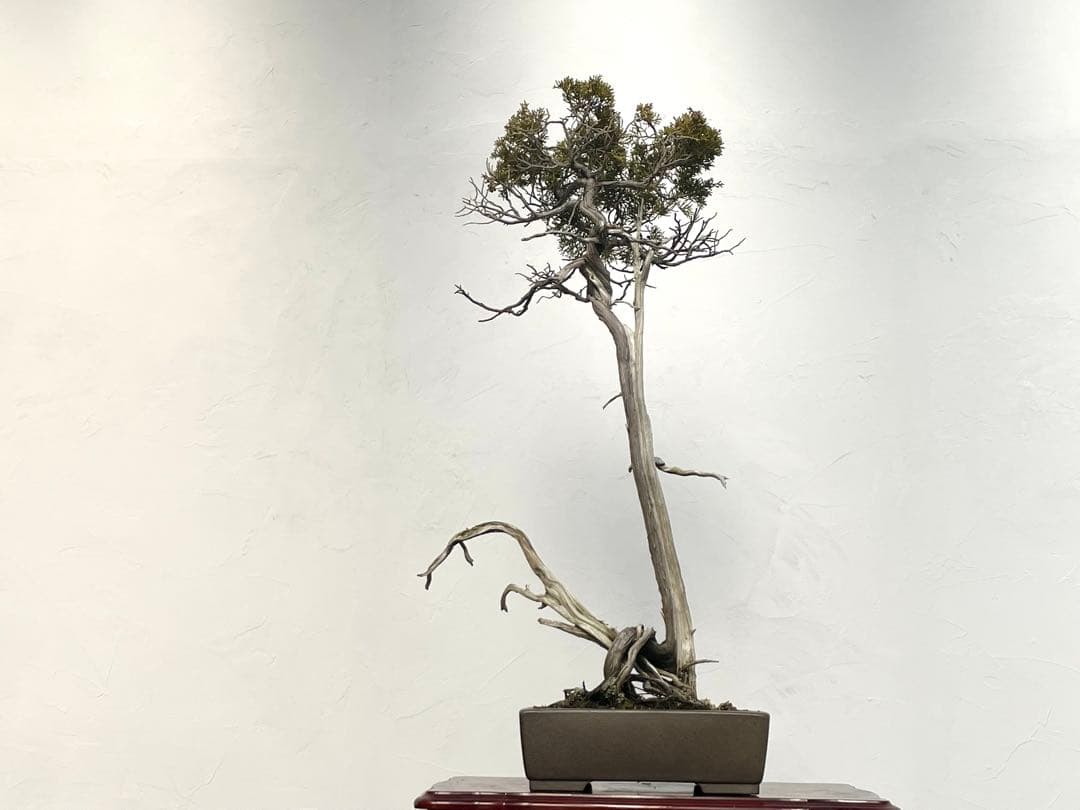 三河盆栽　山木　シンパク　盆栽