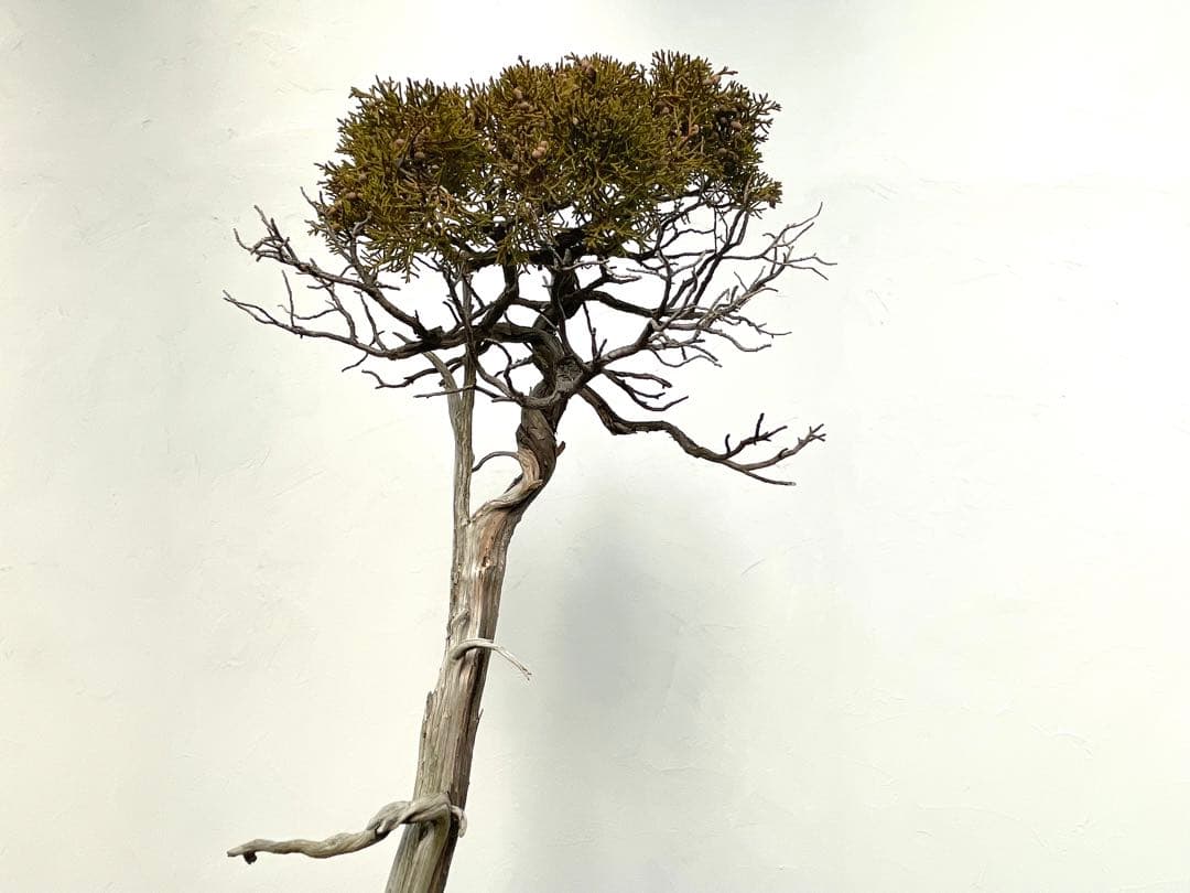 三河盆栽　山木　シンパク　盆栽