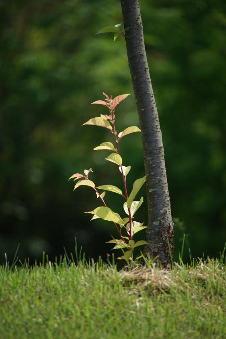 作例付き　Carl Zeiss TELE TESSAR 200mm F3.5