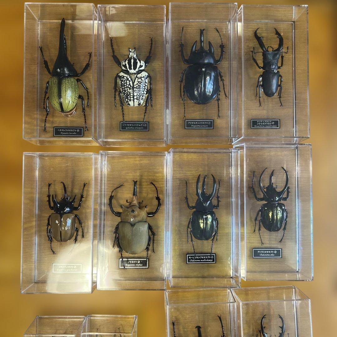 ディアゴスティーニ　世界の昆虫　全64種　コンプリート　クワガタ　カブトムシ