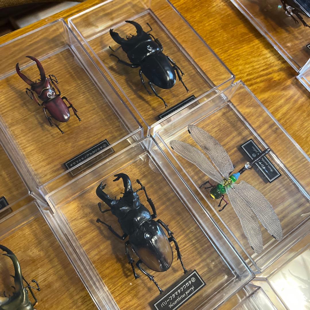 ディアゴスティーニ　世界の昆虫　全64種　コンプリート　クワガタ　カブトムシ