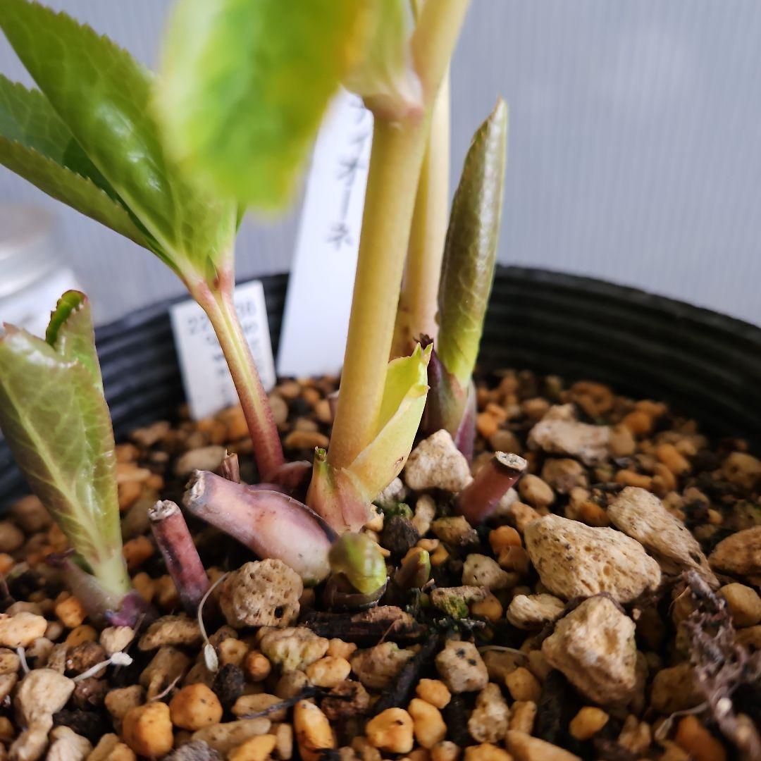 ★チョラコ☆様お取り置き苗㉖-440㉖-487クリスマスローズ