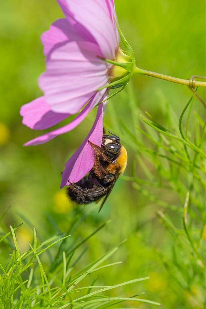 SONY α7R III ミラーレス一眼 本体　おまけに128GBメモリカード付