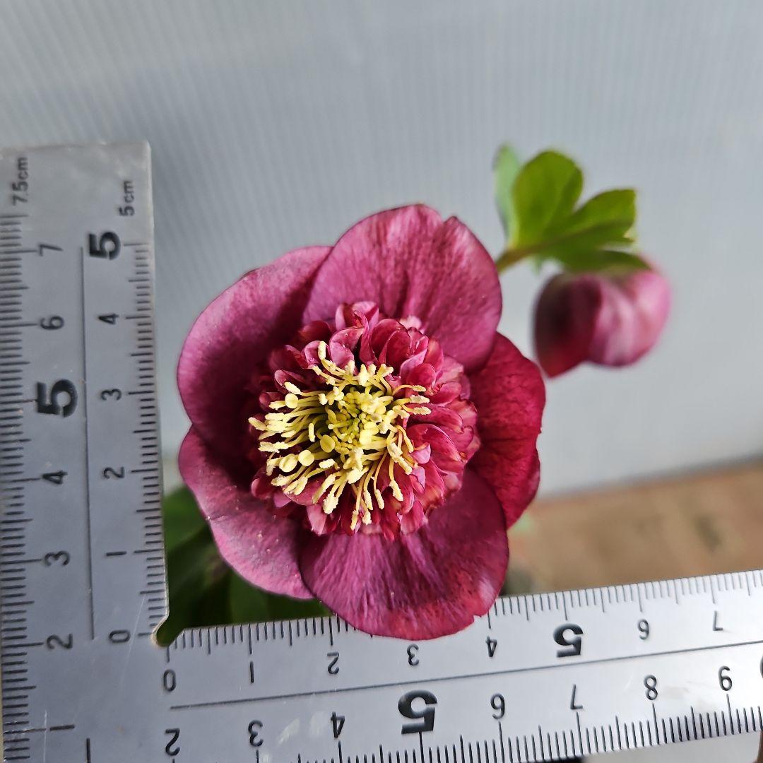 ✿㉖-354クリスマスローズ