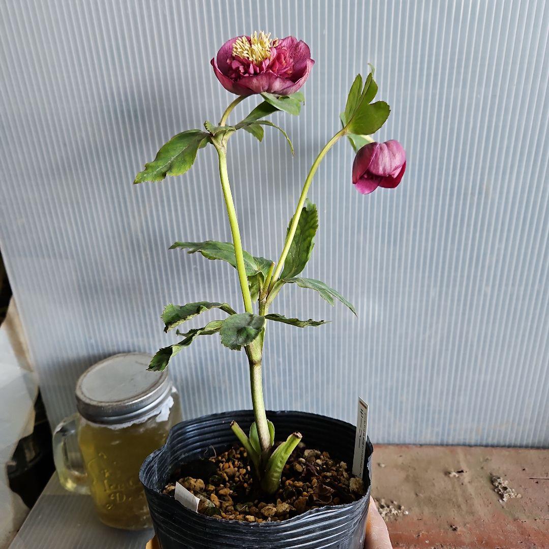 ✿㉖-354クリスマスローズ