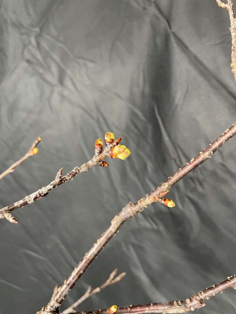 桜　河津桜　カワヅザクラ