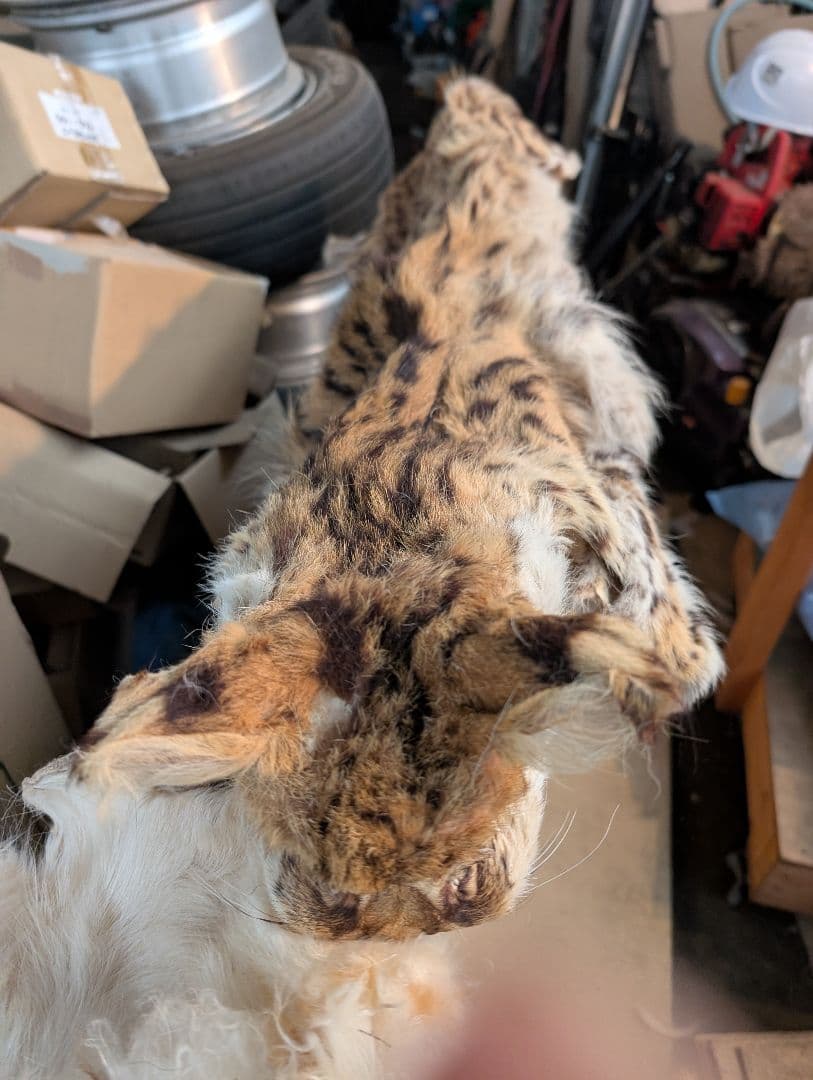 サーバルキャット　毛皮