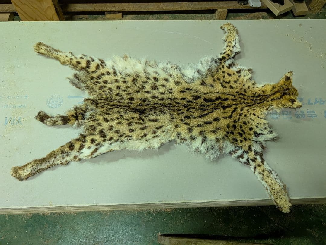 サーバルキャット　毛皮