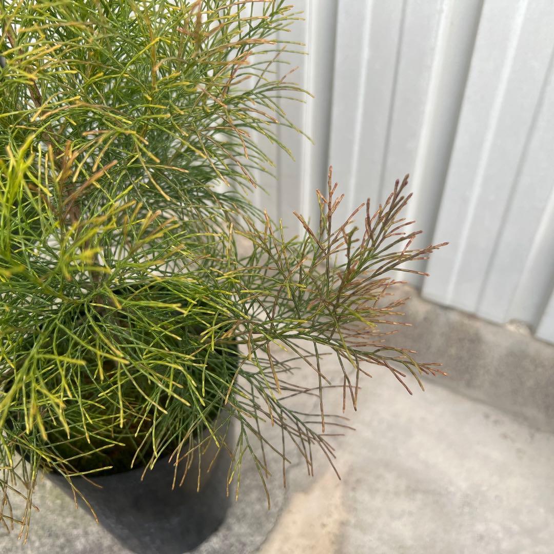 ☆珍しい植物/ディーンツリー・パイン・ブラウンシュガー/クリスマスツリーにも☆