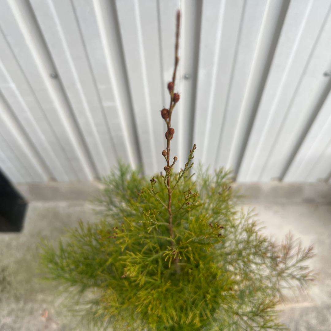 ☆珍しい植物/ディーンツリー・パイン・ブラウンシュガー/クリスマスツリーにも☆