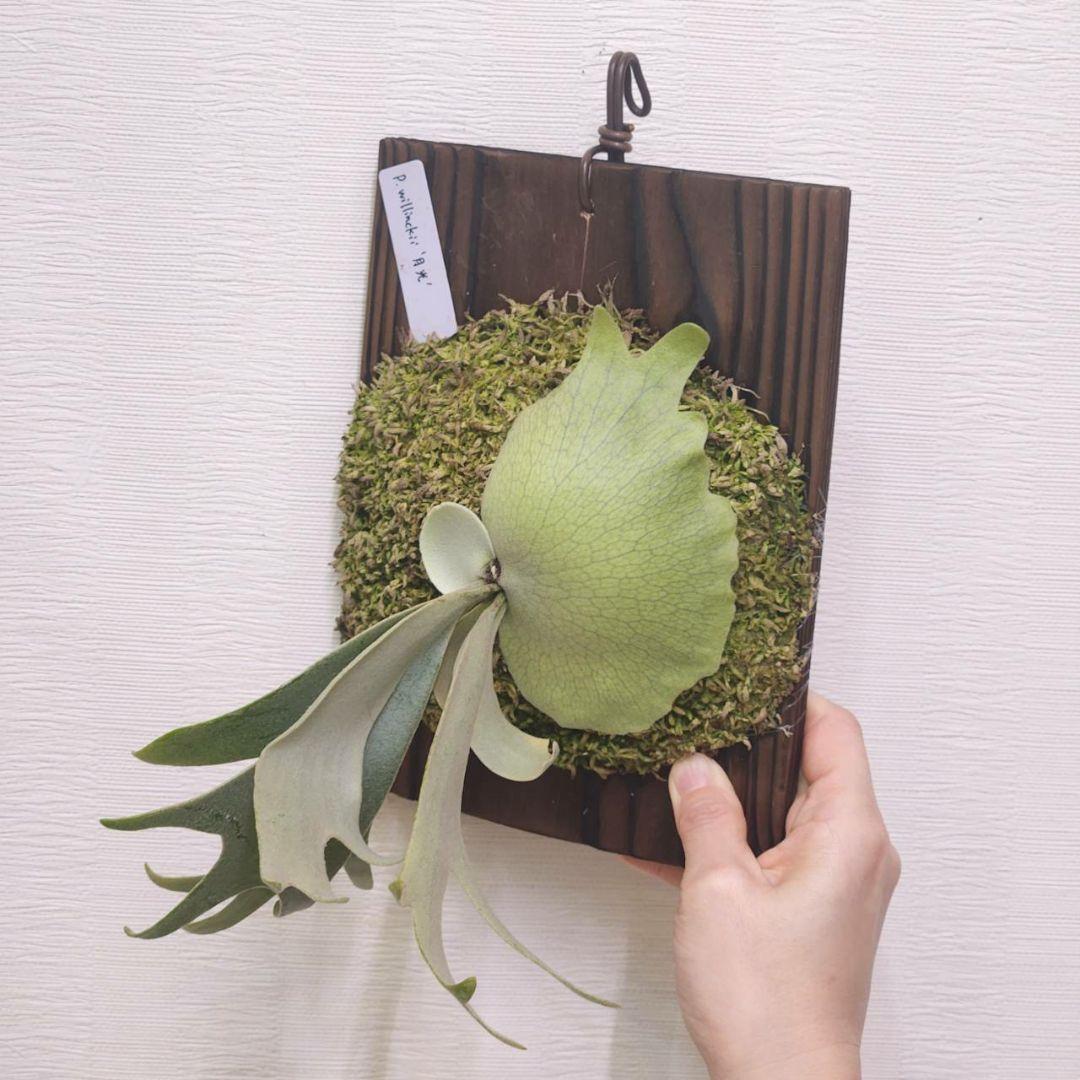 月光爪哇OC子株　ウィリンキー　ビカクシダ　willinckii ゲッコウジャワ