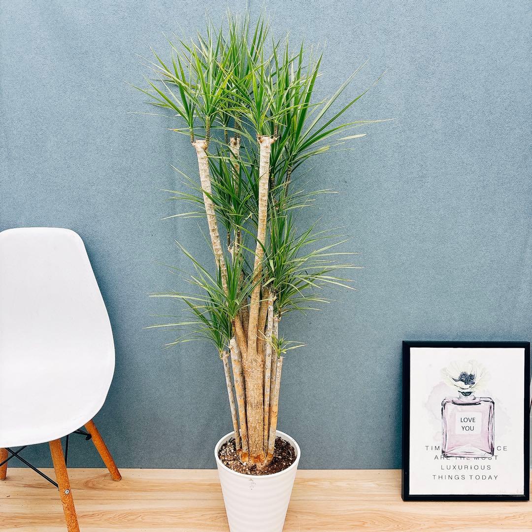 ［現品］34番　ドラセナ　コンシンネ　ホワイボリー　観葉植物　室内　8号