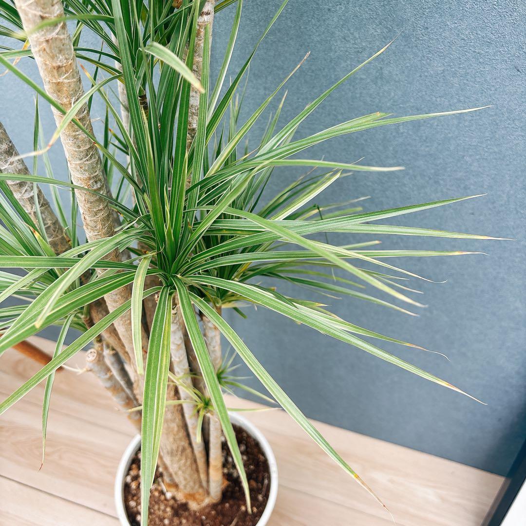 ［現品］34番　ドラセナ　コンシンネ　ホワイボリー　観葉植物　室内　8号