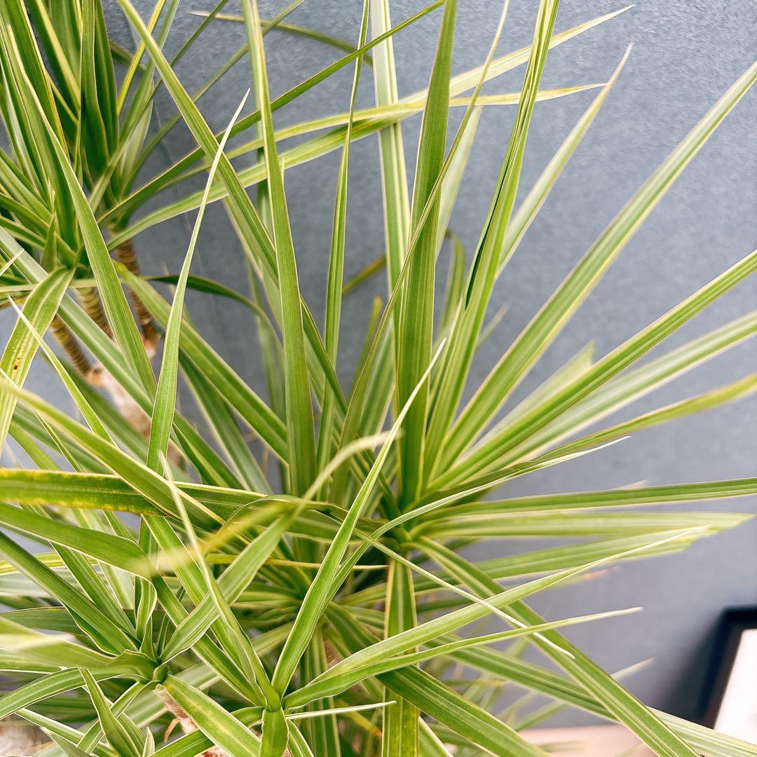 ［現品］34番　ドラセナ　コンシンネ　ホワイボリー　観葉植物　室内　8号