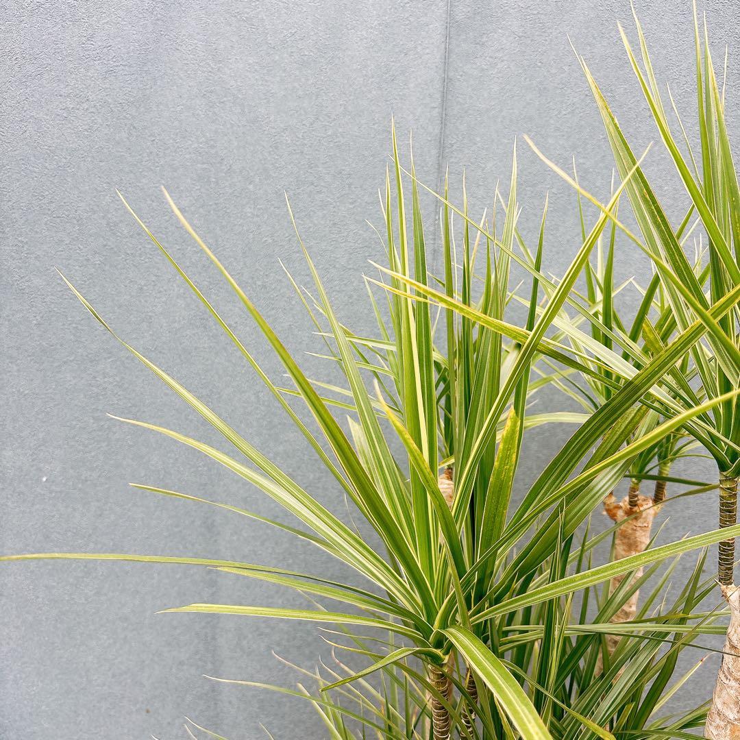 ［現品］34番　ドラセナ　コンシンネ　ホワイボリー　観葉植物　室内　8号