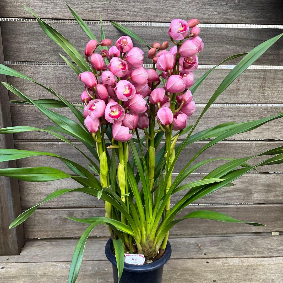 まみつわん　プロフ読んでね様 リクエスト 2点 まとめ商品　シンビジューム　萌香