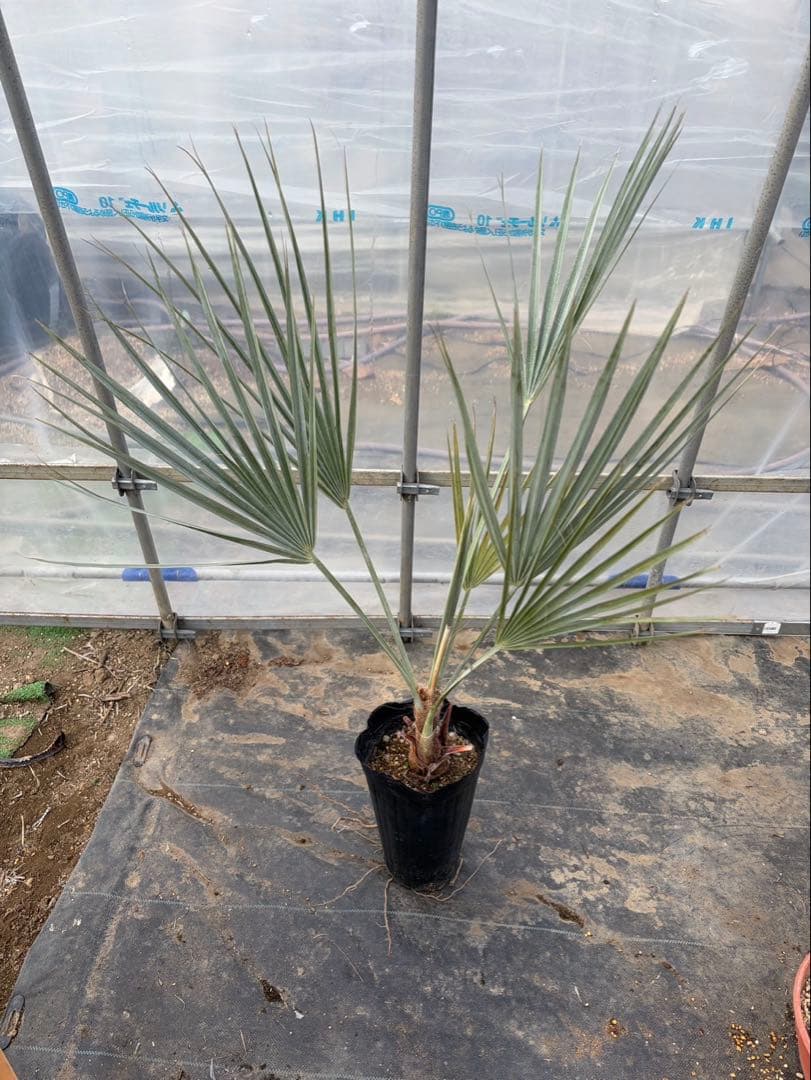 ブラヘア アルマータ 鉢底から1M良型 色白