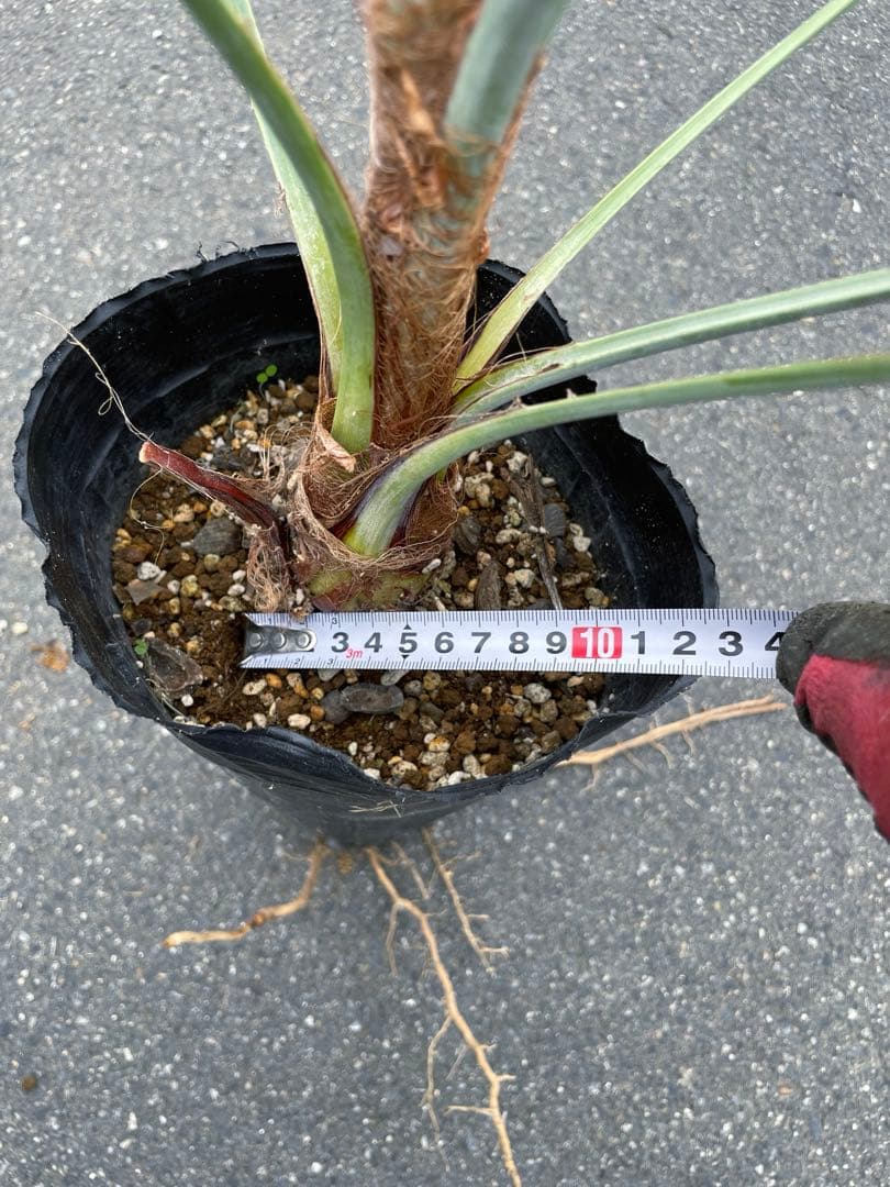 ブラヘア アルマータ 鉢底から1M良型 色白