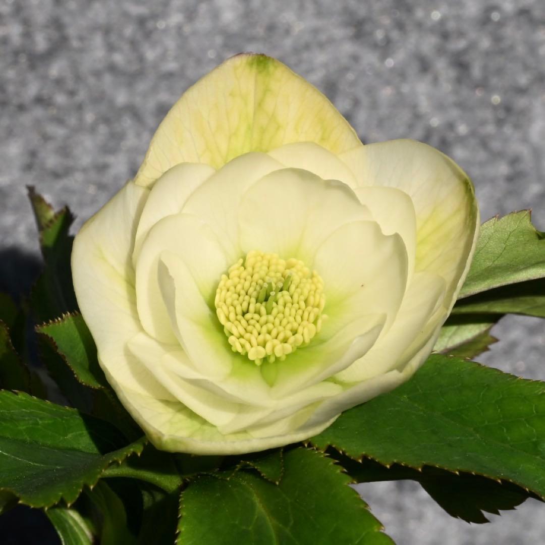 クリスマスローズ グロスホワイトダブル（グロッシー） 開花株