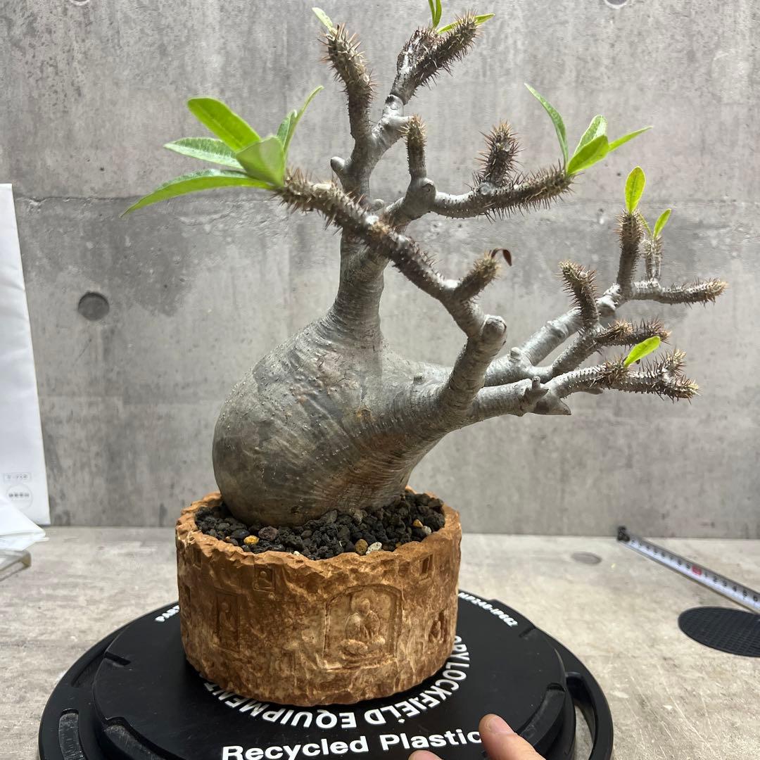 パキポディウム グラキリス 塊根植物 大株 現地球 発根済み