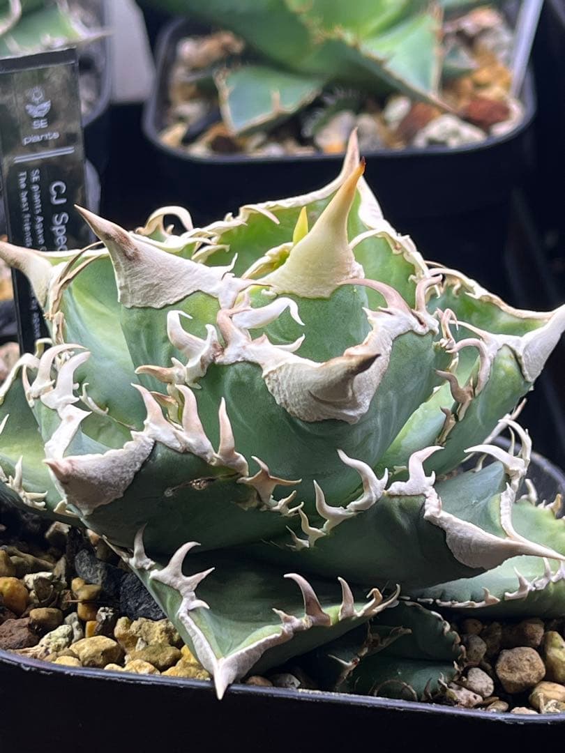 アガベ チタノタ　CJ Special CJスペシャル