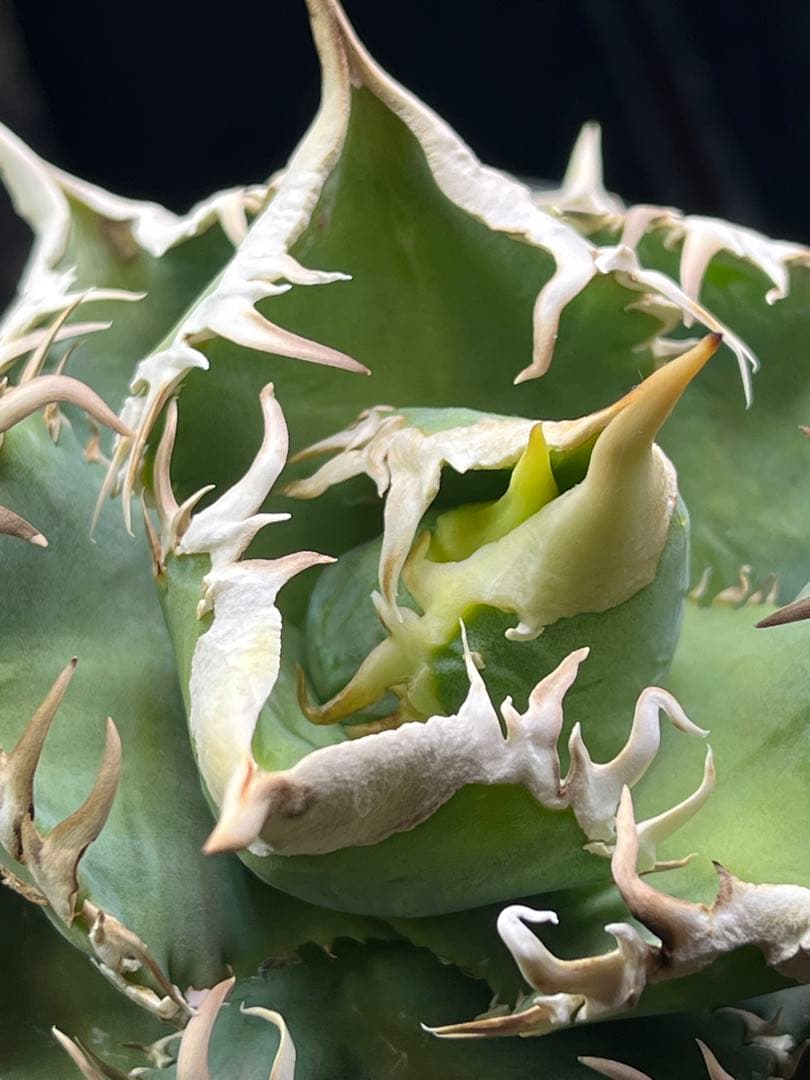 アガベ チタノタ　CJ Special CJスペシャル