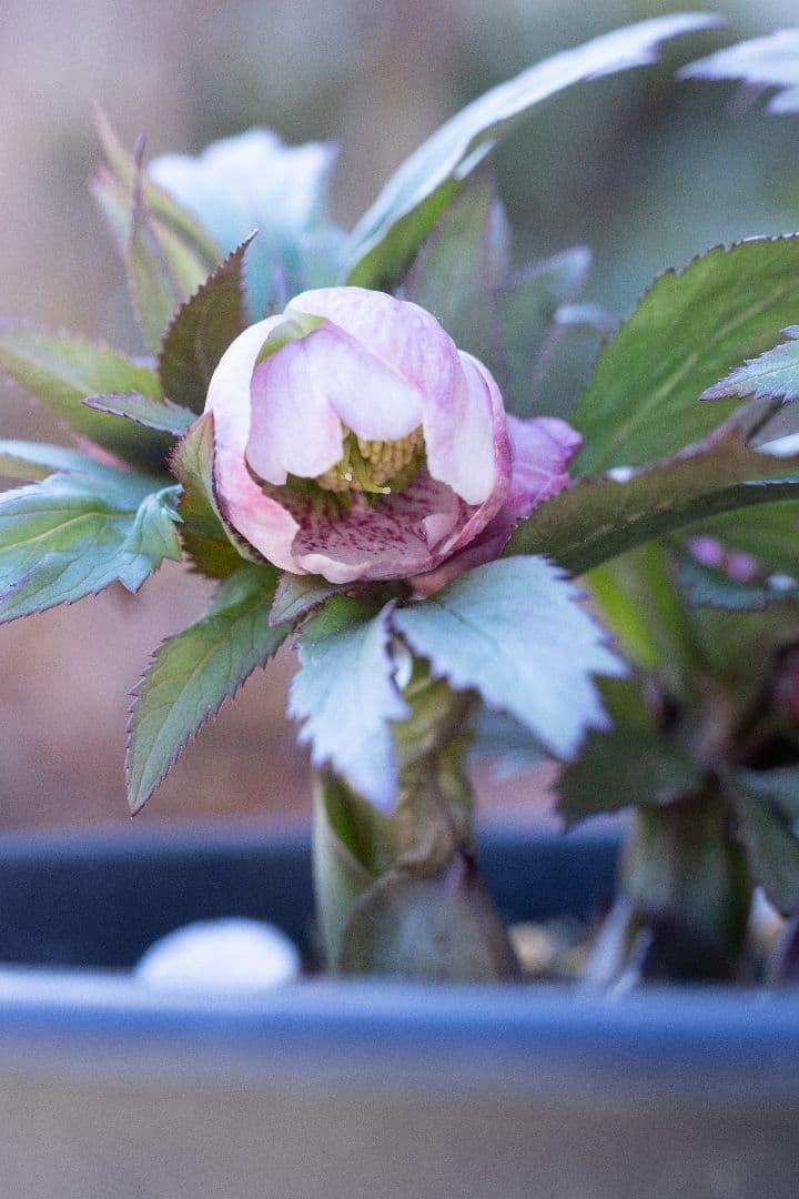 み*み様 クリスマスローズ チベタヌス交配6号開花株