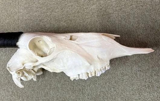 美！ 高品質！ オリックス　 スカルホーン（XLサイズ）