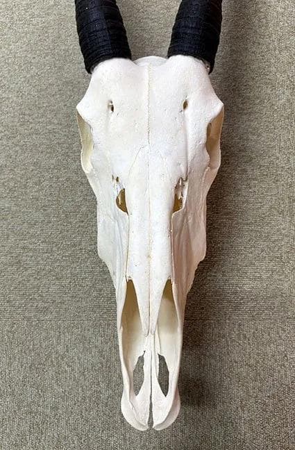 美！ 高品質！ オリックス　 スカルホーン（XLサイズ）