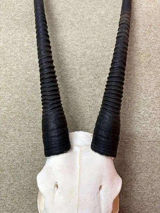 美！ 高品質！ オリックス　 スカルホーン（XLサイズ）