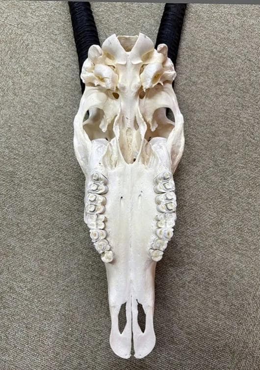 美！ 高品質！ オリックス　 スカルホーン（XLサイズ）