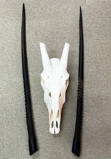 美！ 高品質！ オリックス　 スカルホーン（XLサイズ）