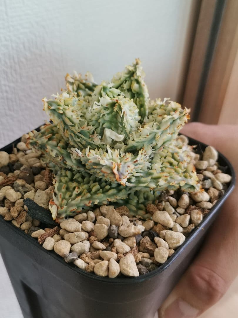 ア*き様 アロエハイブリッド　コダマ子株